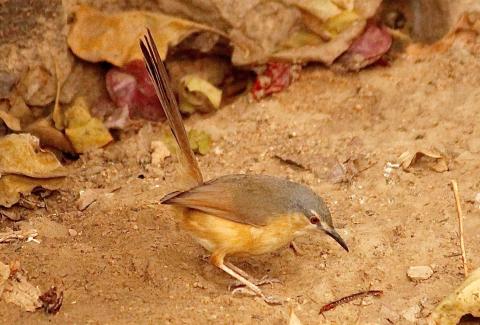 Sunbird